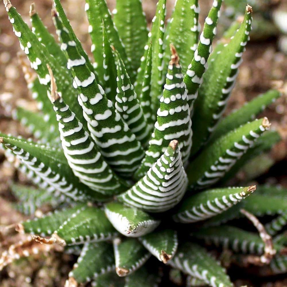 Green Gasteria herb seeds
