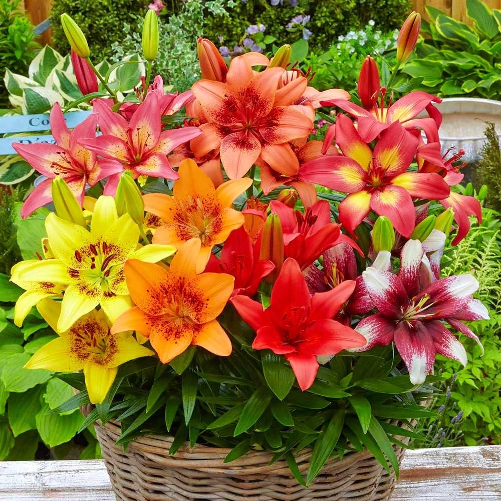 elegant lily flower seeds