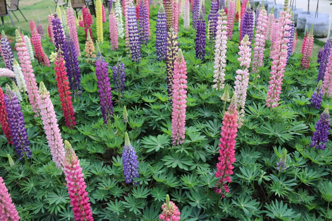 russell lupine flower seeds