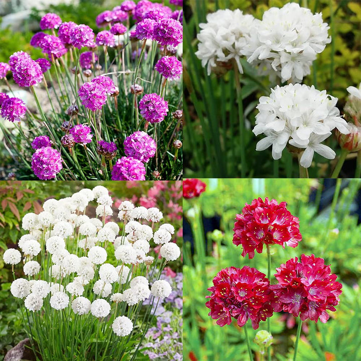 Armeria Pseudarmeria Flower Seeds – Heirloom, Non-GMO, High Germination Seeds