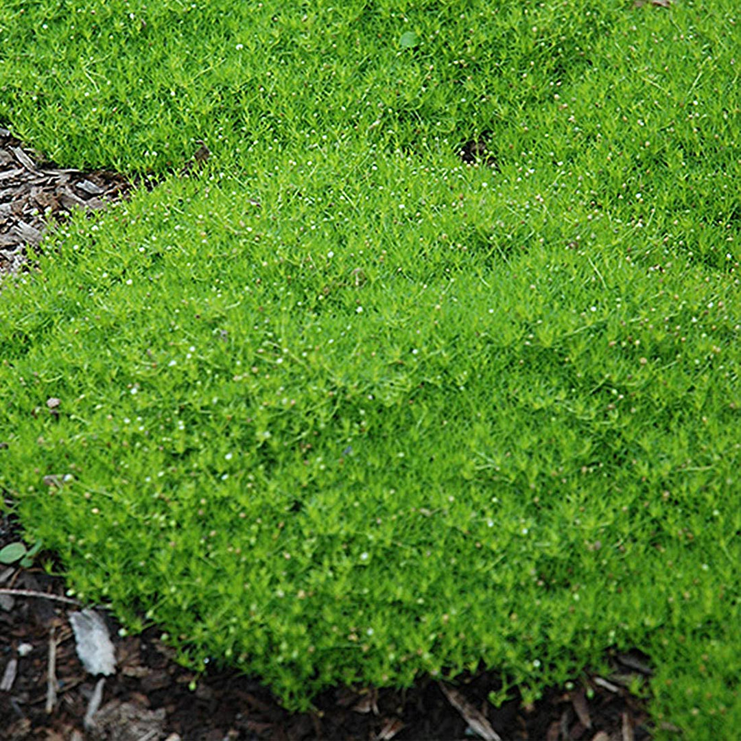 irish moss flower seeds
