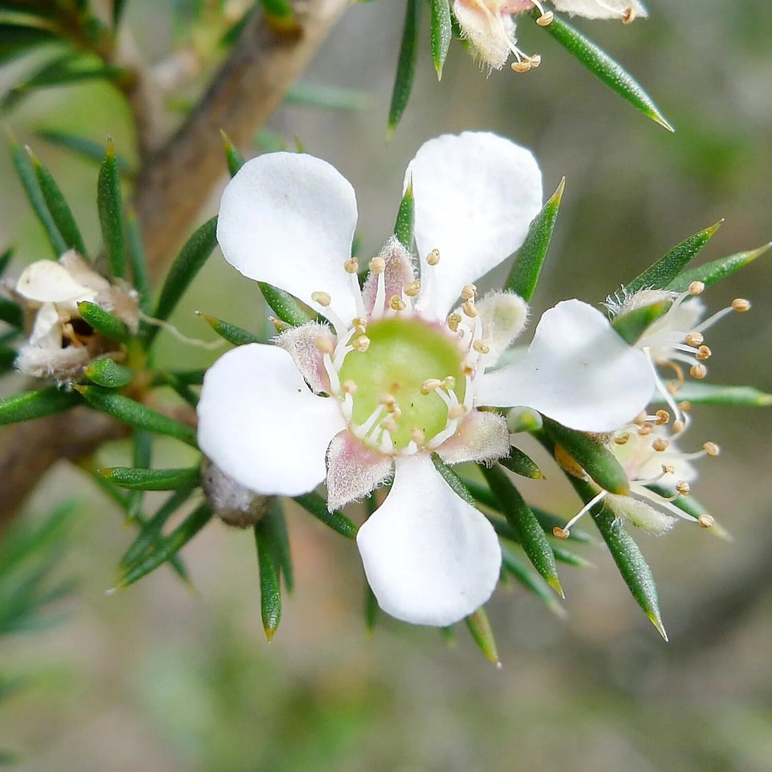 Semillas de flores de Leptospermum blancas – Variedad tradicional, no transgénicas, alta germinación