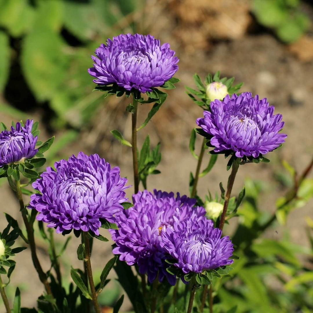 lavender silky flower seeds