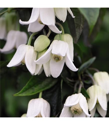 White Sollya Heterophylla Flower Seeds Heirloom Non-GMO High Germination Organic Garden Seeds for Planting
