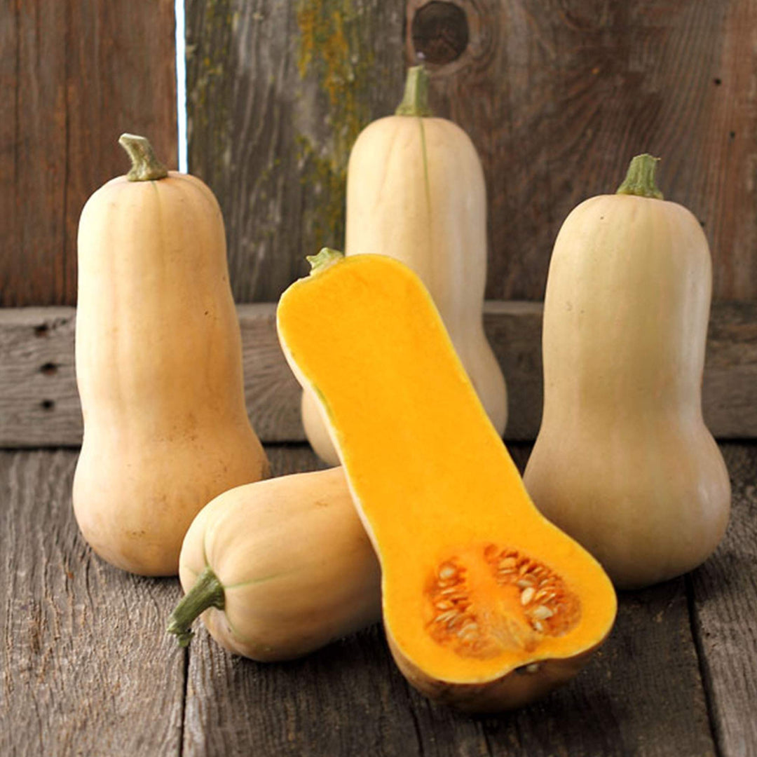 Waltham Butternut Squash Seeds for Planting