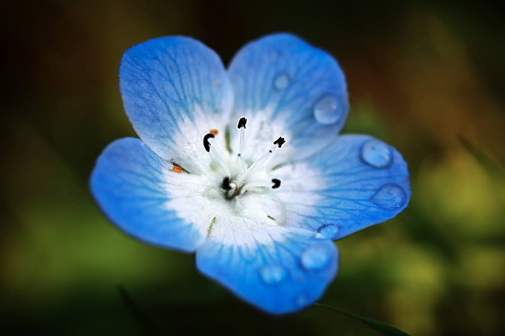 blue eyes flower seeds