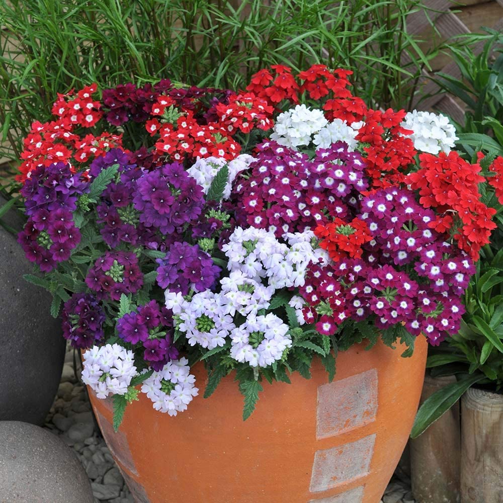 Mix Climbing Verbena Flowers Seeds – Heirloom, Non-GMO, High Germination Seeds