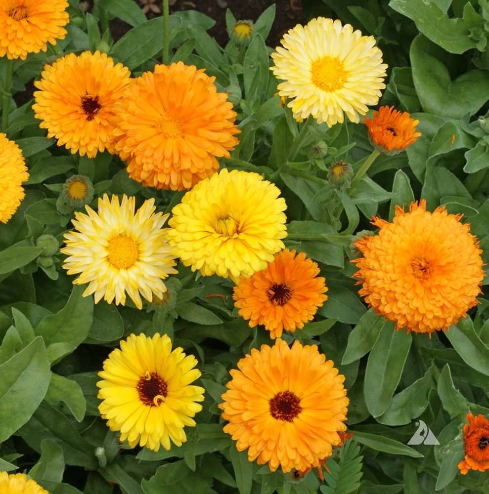 Yellow Leafed herb seeds