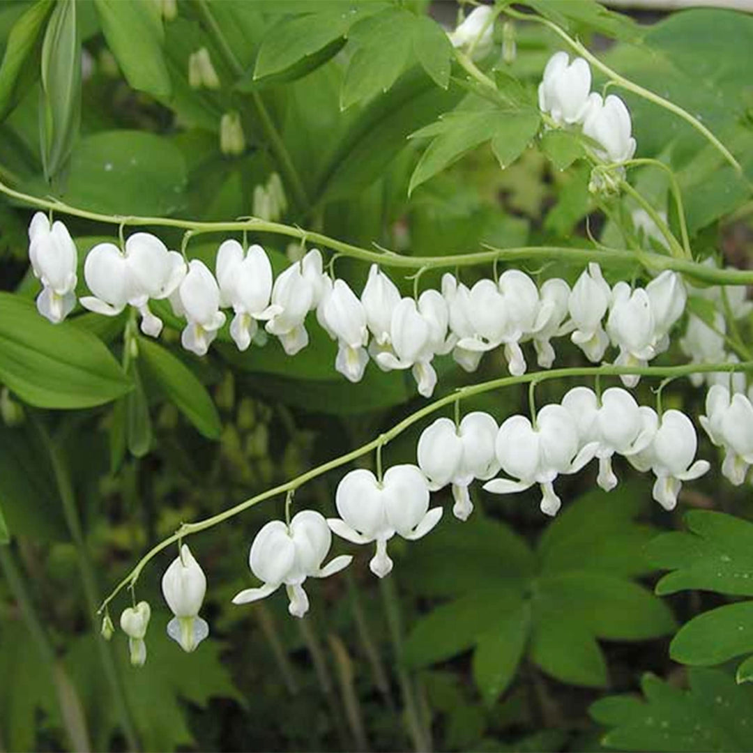 White Lamprocapnos Flower Seeds – Heirloom, Non-GMO, High Germination Seeds