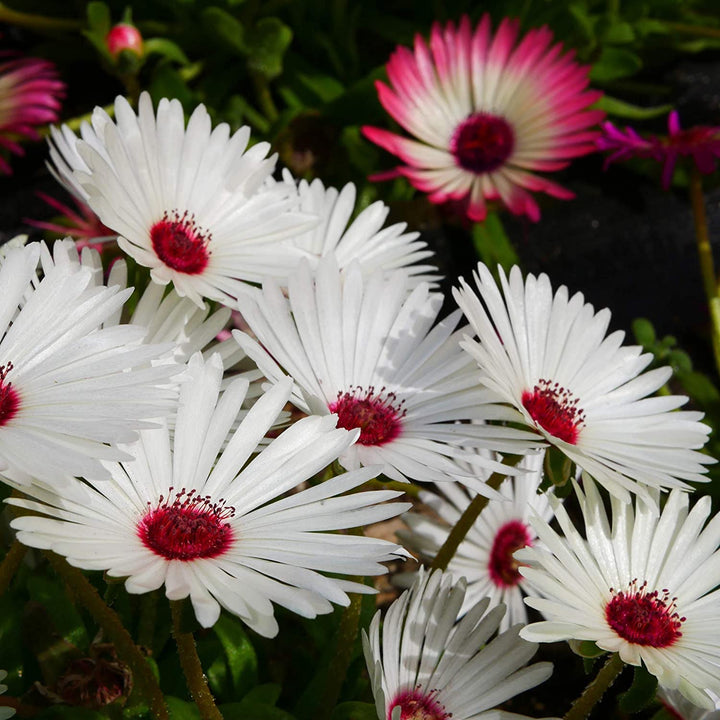 Mesembryanthemum Flower Seeds White – Heirloom, Non-GMO, High Germination Seeds