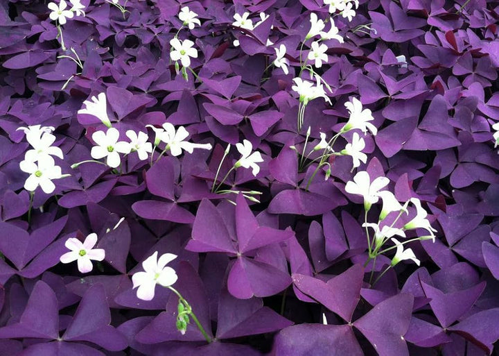 Semillas de flores de Oxalis morado – Semillas de jardín orgánicas reliquia, sin OMG, de alta germinación para plantar