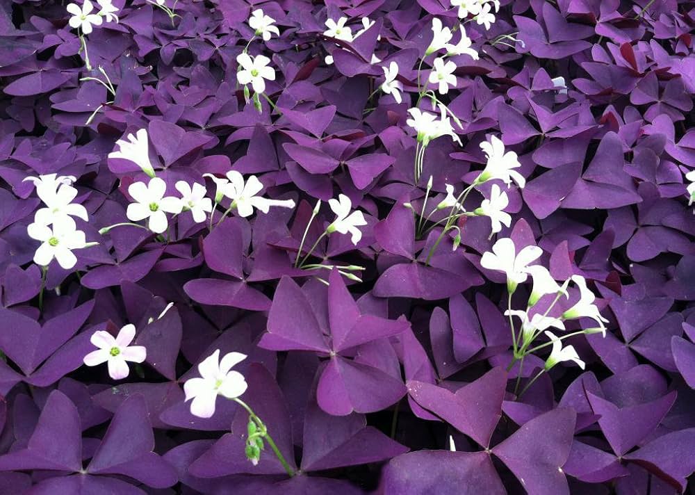 Oxalis Flower Seeds Purple Perennial – Heirloom, Non-GMO, High Germination Seeds