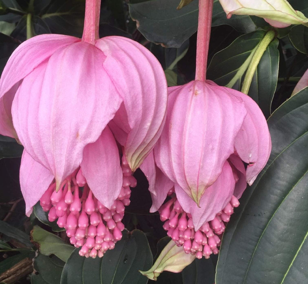 Medinilla Magnifica herb seeds