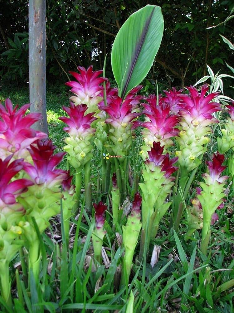 Thailand Curcuma herb seeds