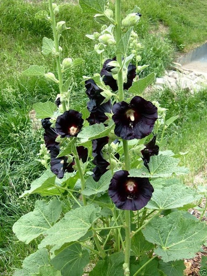 Dark Black Hollyhock Flower Seeds – Heirloom, Non-GMO, High Germination Organic Garden Seeds