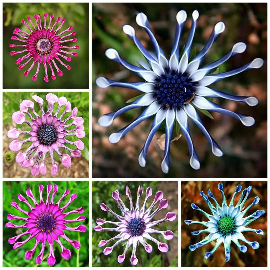 Osteospermum Eyed Flower Seeds – Heirloom, Non-GMO, High Germination Organic Garden Seeds for Planting