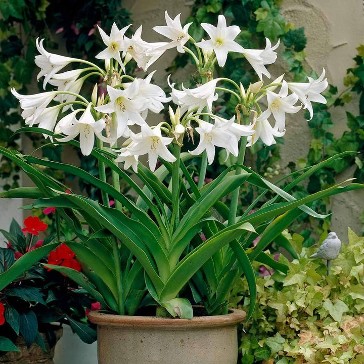White Crinum Flower Seeds for Planting – Heirloom Non-GMO High Germination Seeds