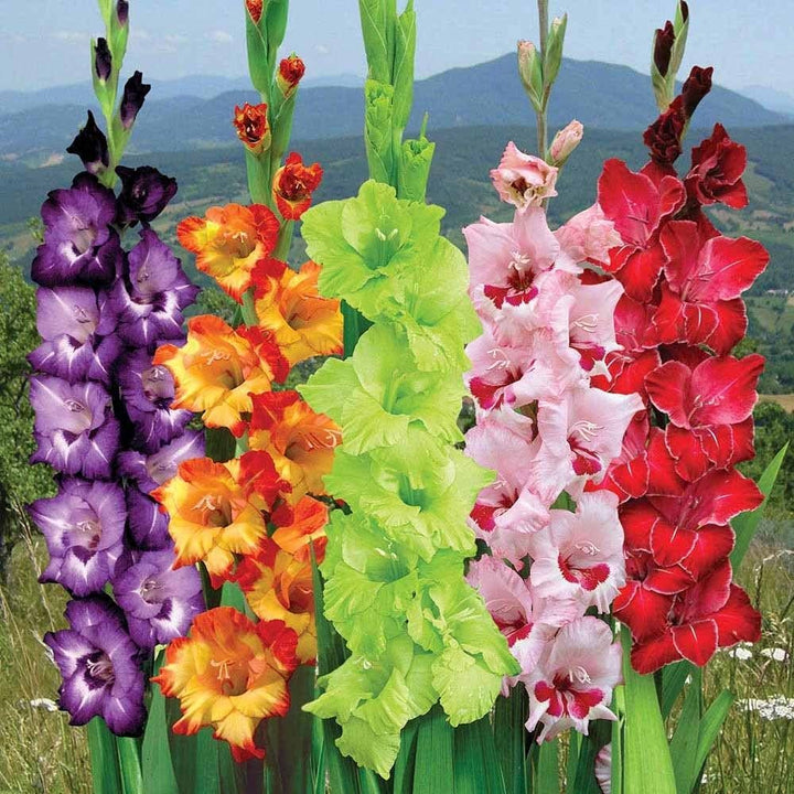 Gladiolus Flower Seeds for Planting