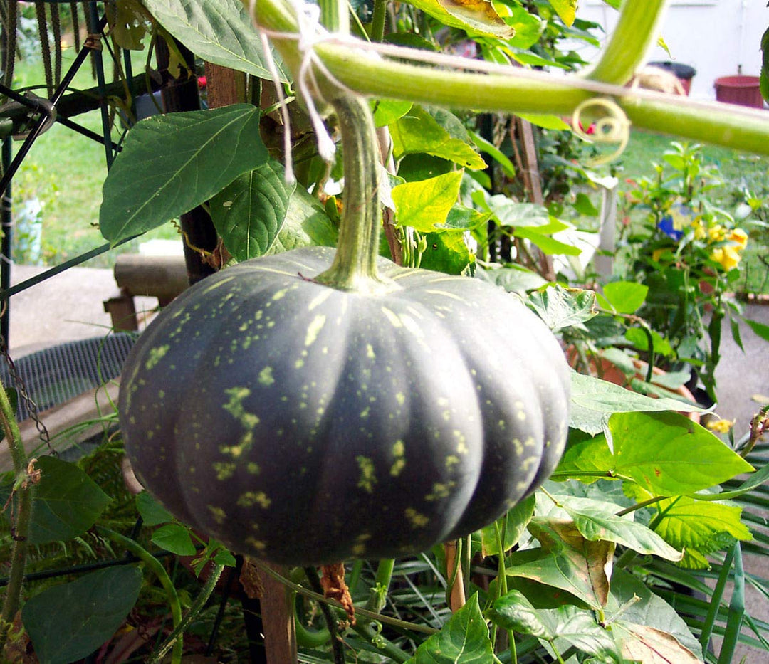 pumpkin bonsai flower seeds