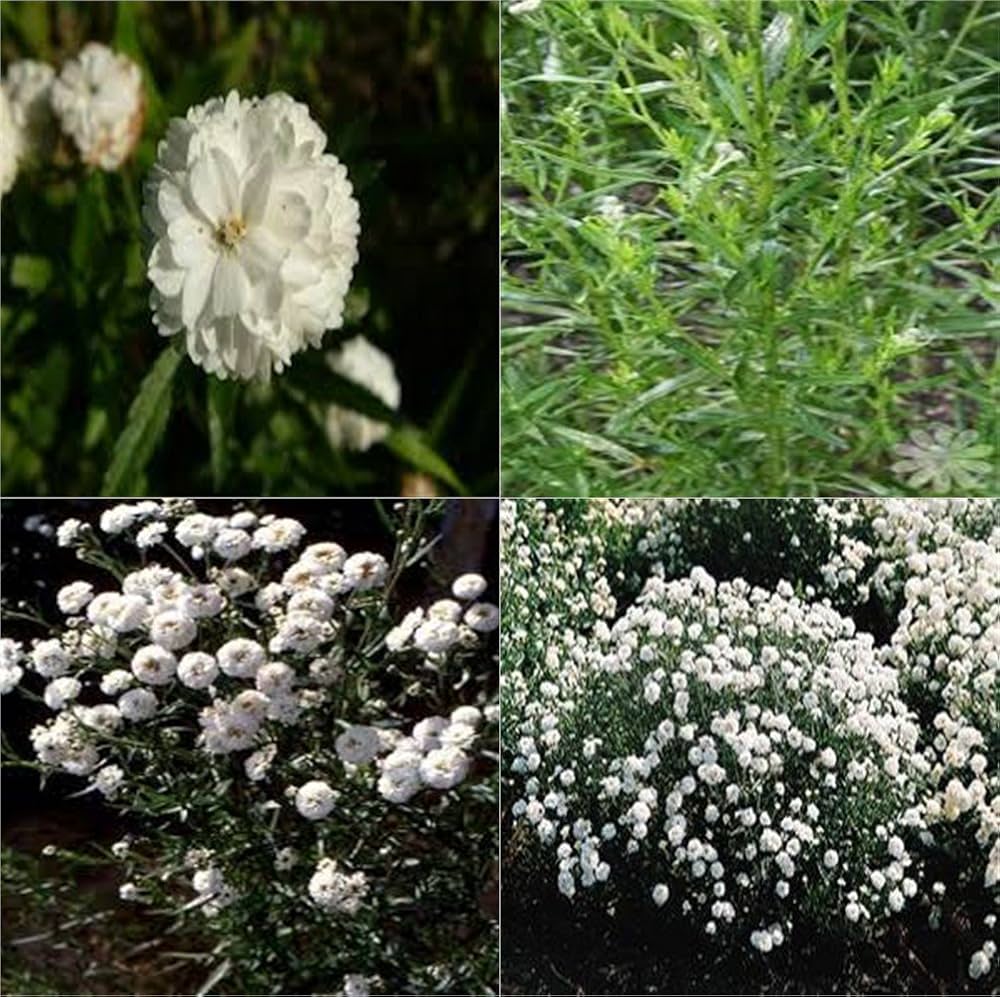 White Pearl Yarrow Flower Seeds for Planting