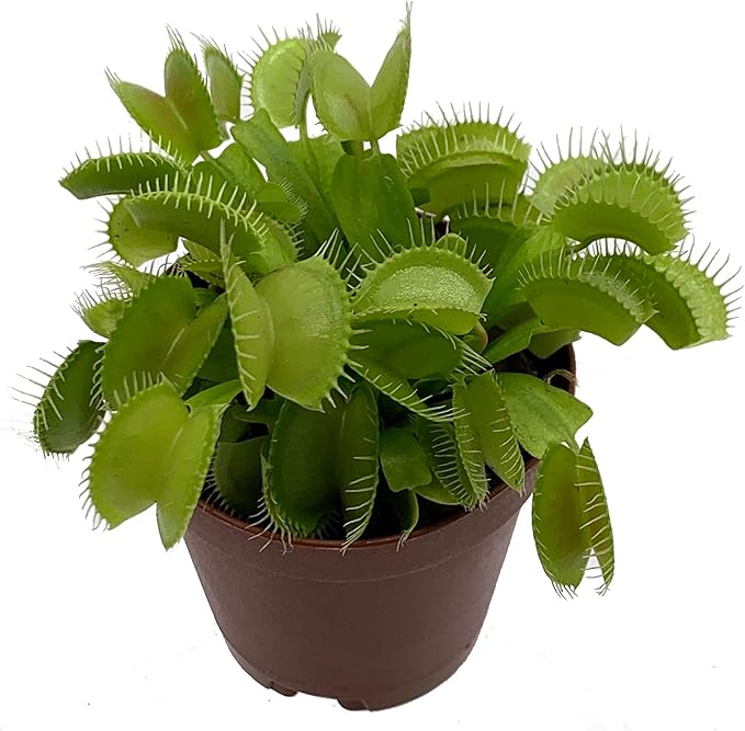 Venus Flytrap herb seeds