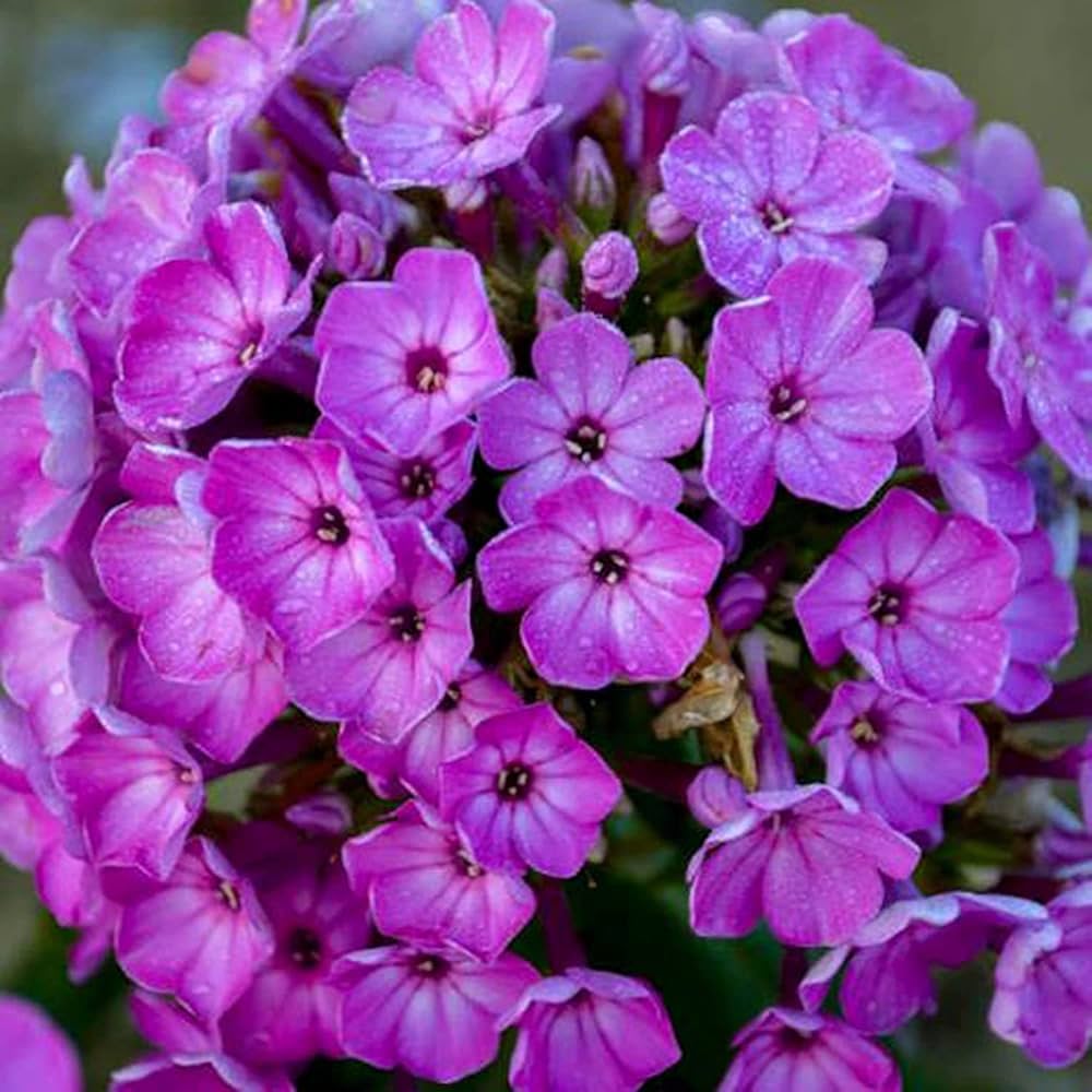 phlox flower flower seeds