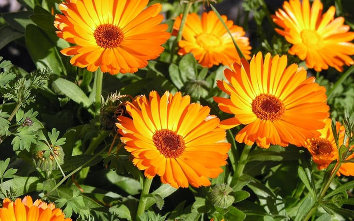 Orange Calendula Flower Seeds – Heirloom, Non-GMO, High Germination Seeds