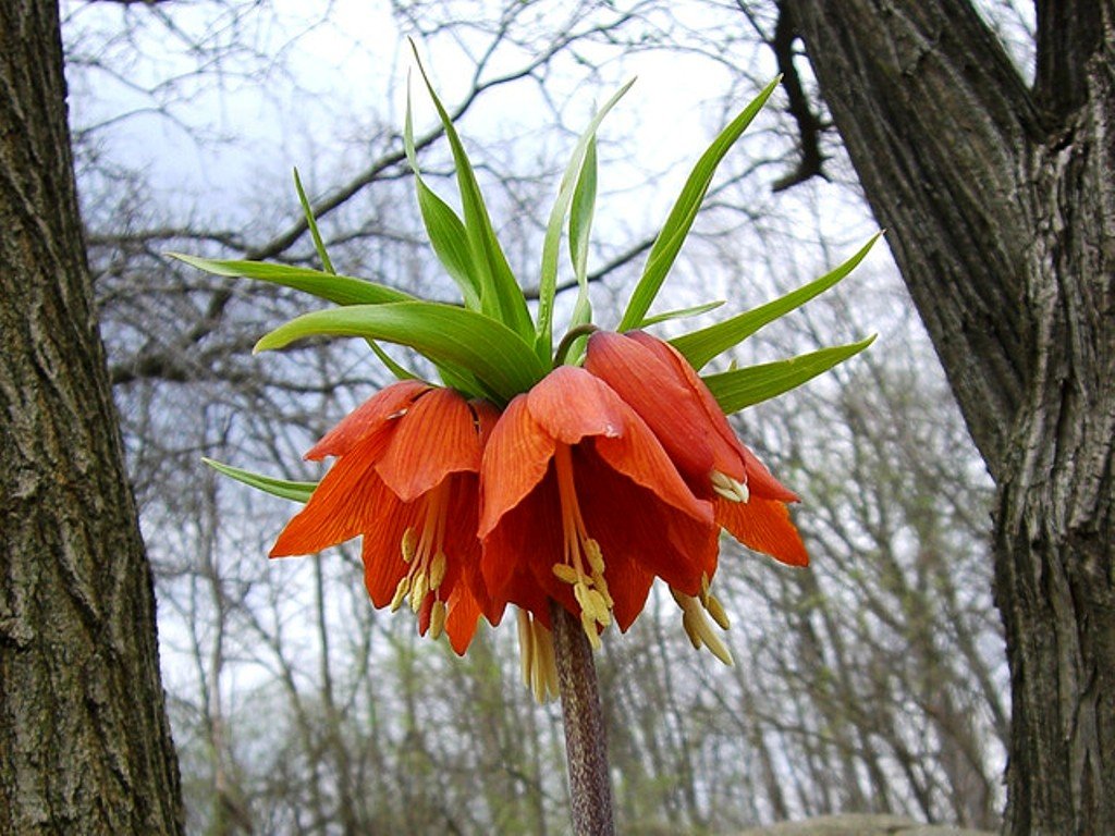 crown imperial flower seeds