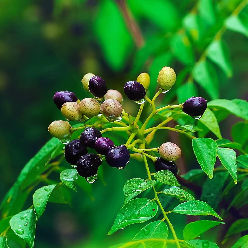 Curry Leaf herb seeds