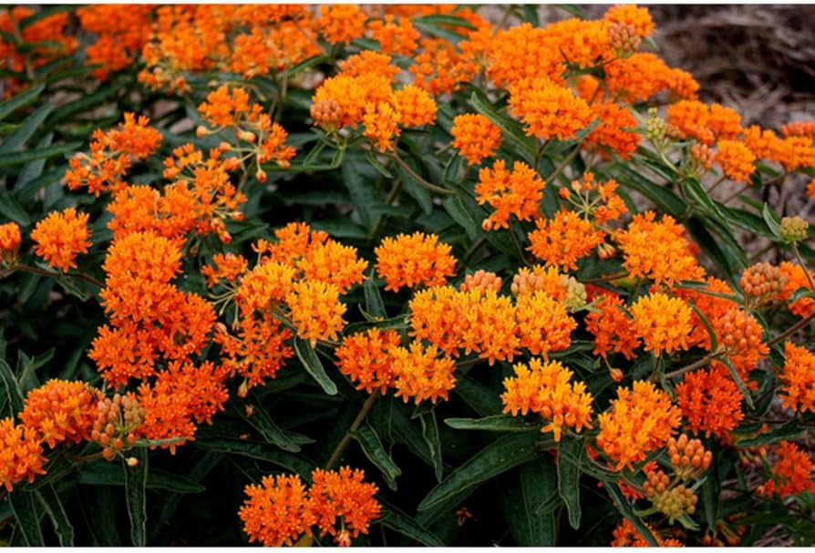 Orange Butterfly Weed Seeds for Planting