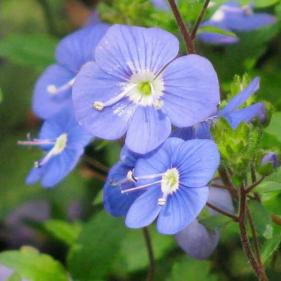blue creeping flower seeds