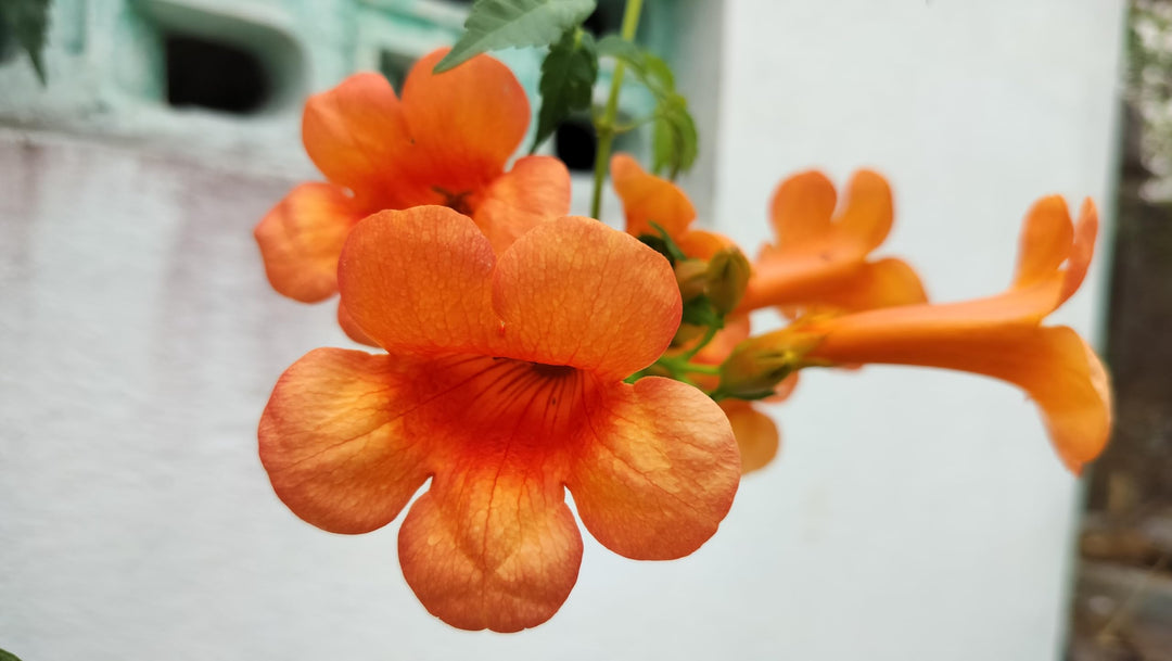 Semillas de Flor Campsis Naranja – Herencia, Sin OGM, Alta Germinación, Semillas Orgánicas para Jardín