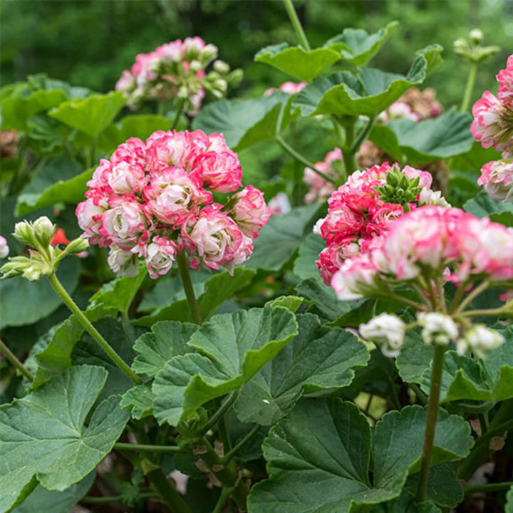Apple Geranium Flower Seeds – Heirloom, Non-GMO, High Germination Seeds