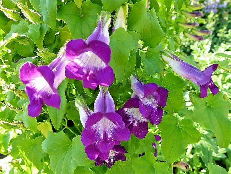 rose asarina flower seeds