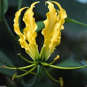gloriosa lily flower seeds