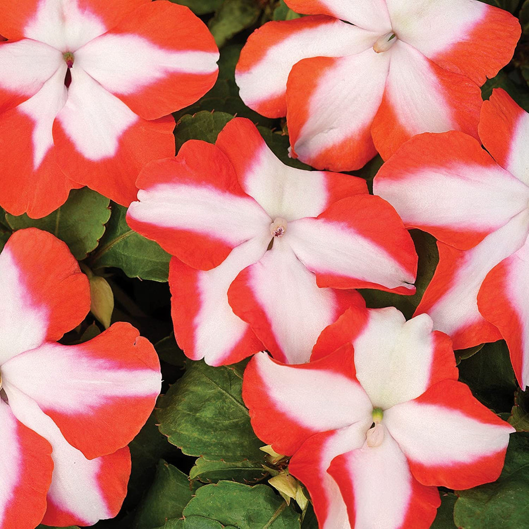 impatiens accent flower seeds