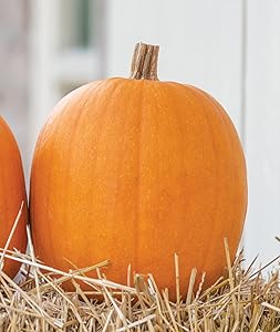 large pumpkin flower seeds