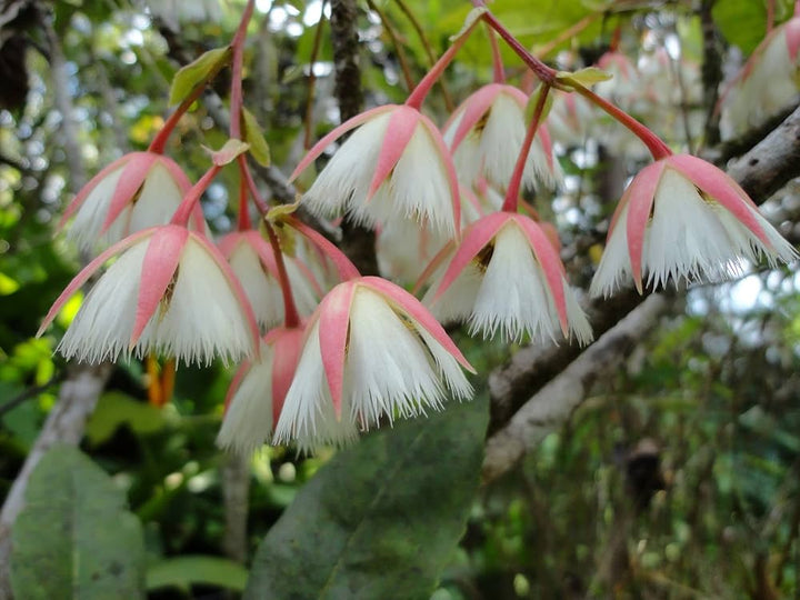 Elaeocarpus Flower Seeds – Heirloom, Non-GMO, High Germination Garden Seeds