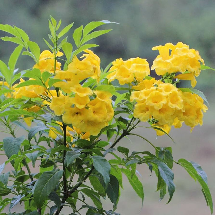 Yellow Esperanza Flower Seeds – Heirloom Non-GMO High Germination Organic Seeds