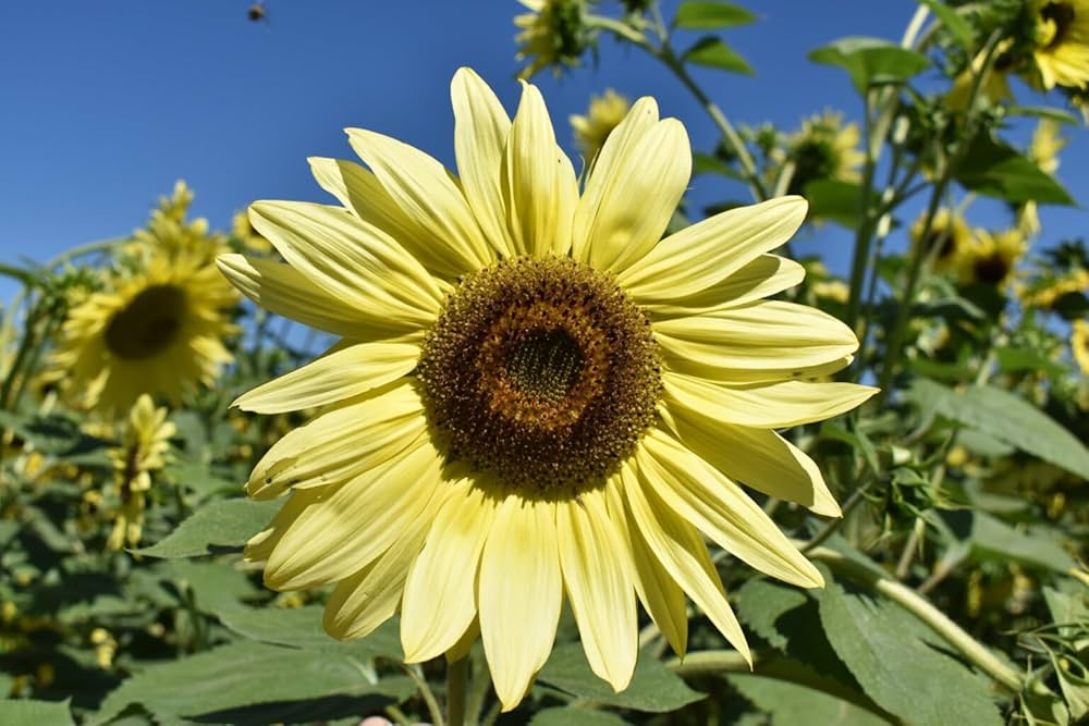 sunflower lemon flower seeds