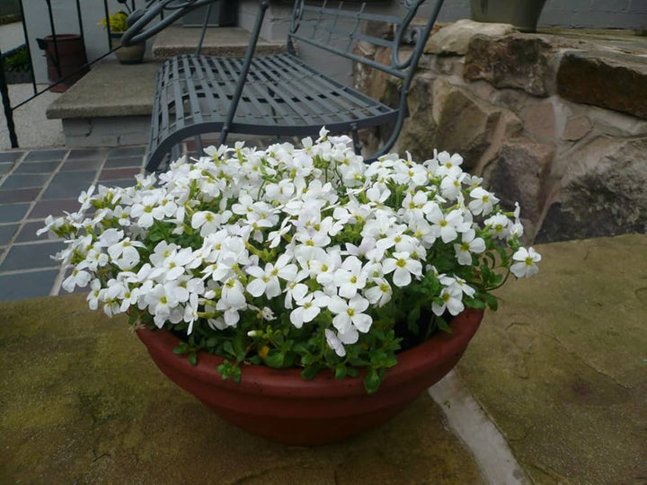 Semillas de Flores Aubrieta Blanca para Plantar – Semillas de Jardín Orgánicas de Alta Germinación, Variedad Antigua, No OGM