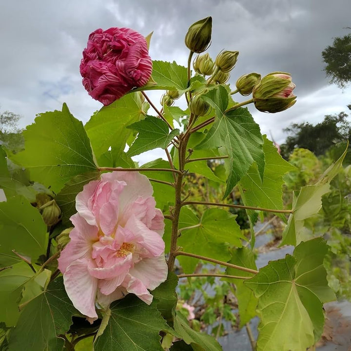 Hibiscus Mutabilis Color Change Flower Seeds Heirloom Non-GMO High Germination Organic Garden Seeds for Planting