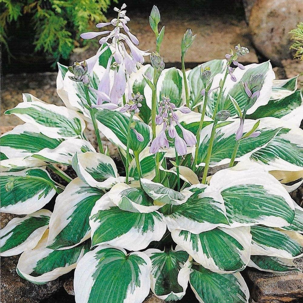 hosta white green seeds