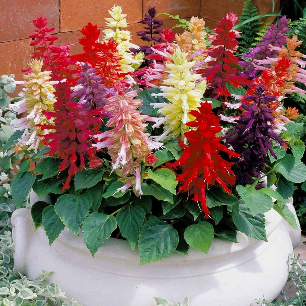 salvia splendens flower seeds