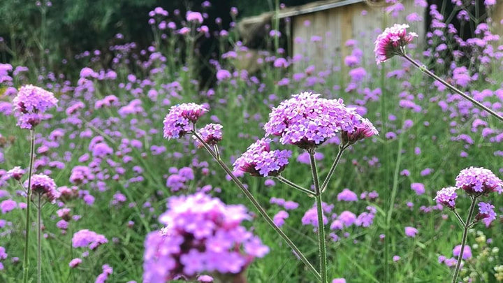 Lavender Verbena Flower Seeds – Heirloom, Non-GMO, High Germination Seeds