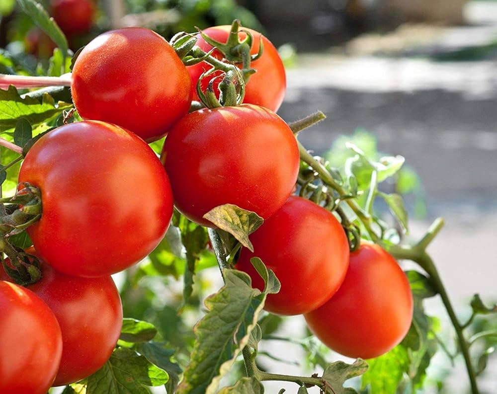 big tomato flower seeds