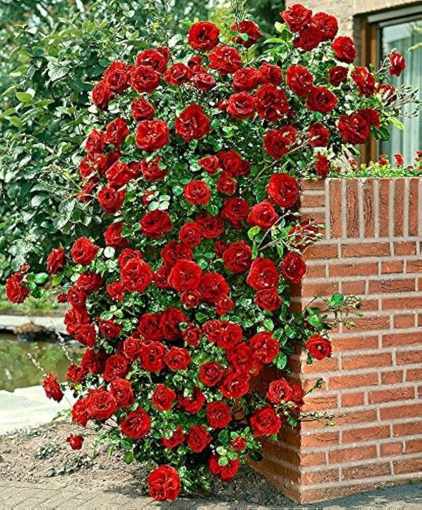 red hellgrau flower seeds