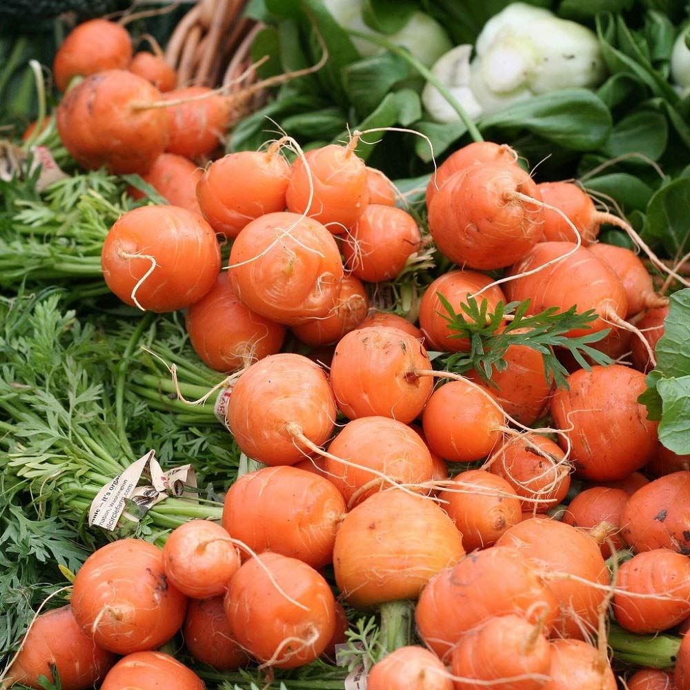 parisian carrot flower seeds