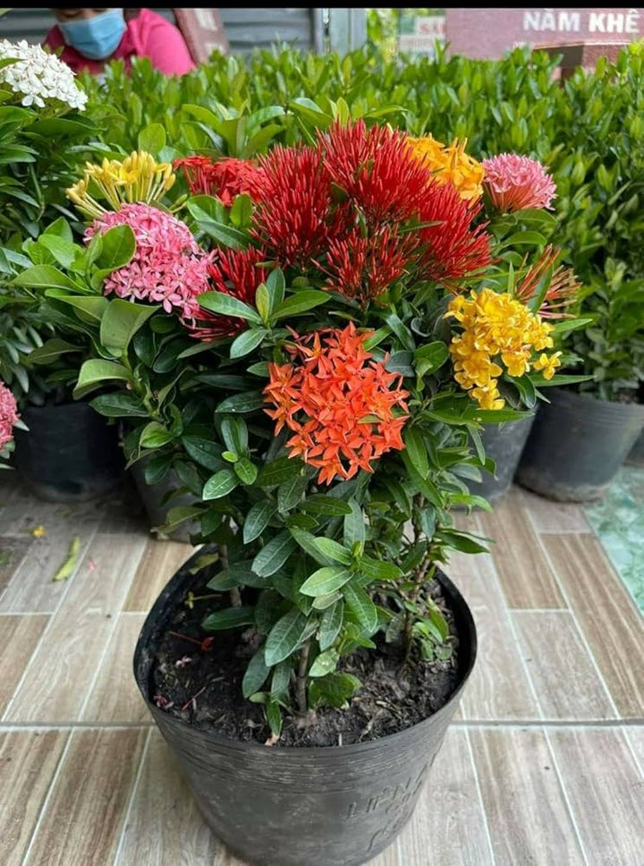 Mixed Ixora Flower Seeds – Heirloom, Non-GMO, High Germination Organic Garden Seeds