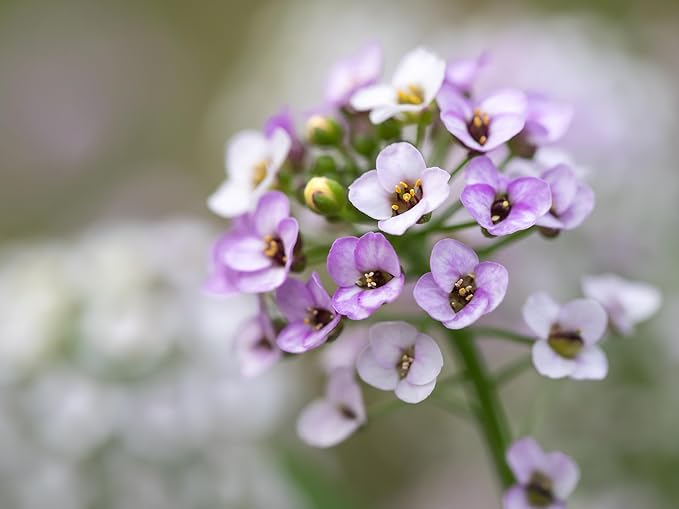 alyssum flower flower seeds